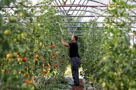 Greenhouse trellis wire